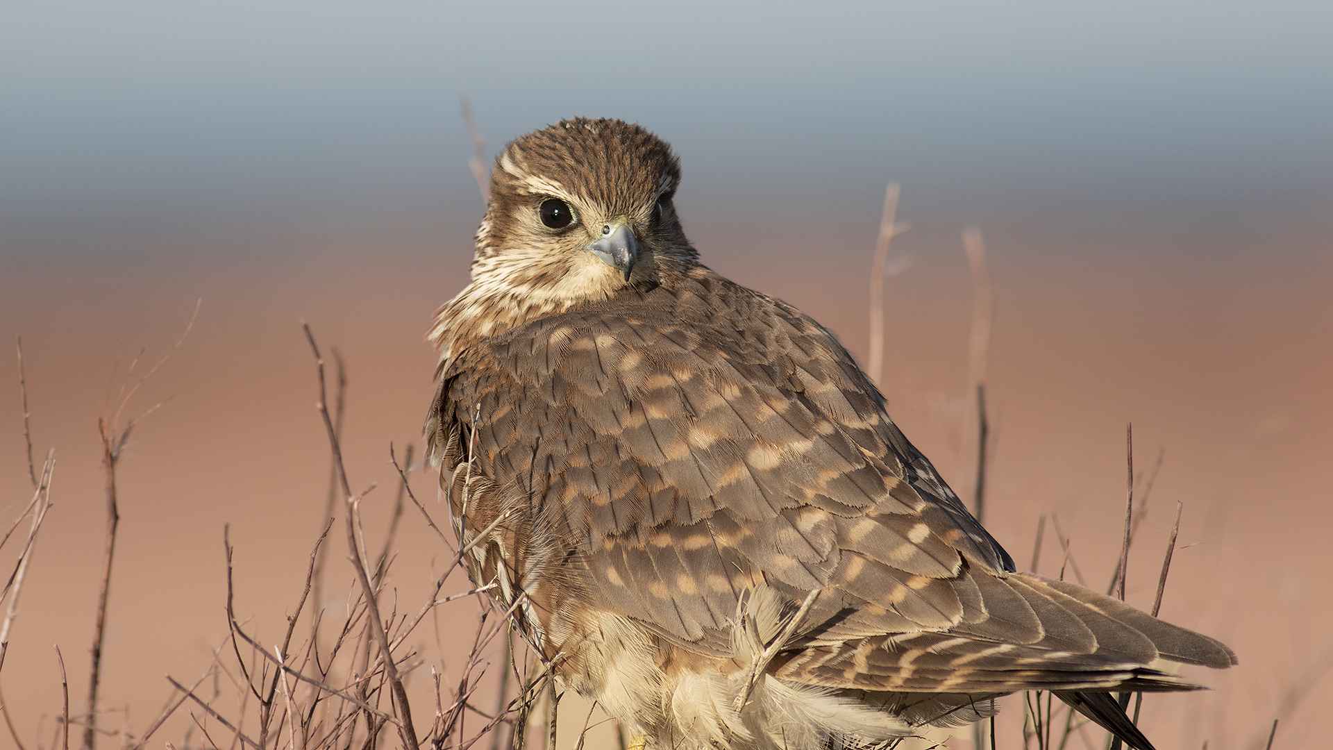 Merlin